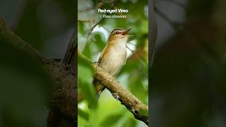 Redeyed Vireo cant stop singing birds [upl. by Nitsid]