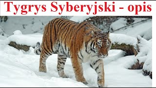 Tygrys Syberyjski  opis i ciekawostki [upl. by Shirline]