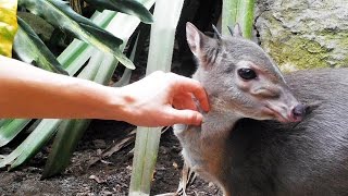 The Blue Duiker  the smallest antelope in South Africa [upl. by Hiltan]