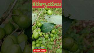 కరక్కాయMyrobalanyt shortvideosvlog comedy viralshortyoutubeshorts villagelifegopiforyou363 [upl. by Ytomit]