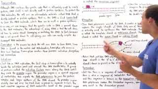 RNA Transcription [upl. by Tihor]