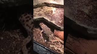 Feeding leopard gecko two 🦗 [upl. by Egamlat152]