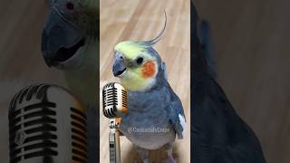 Adorable Cockatiel Sings His Heart Out 😍 cockatielscraze [upl. by Pylle]