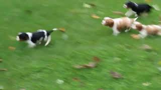 Cavalier King Charles Spaniel Puppies for Sale [upl. by Daven]