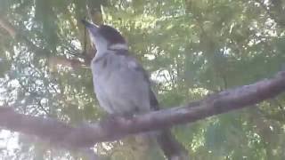 Grey Butcherbird Call  cracticus torquatus [upl. by Queenie]