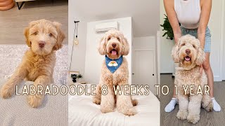 Labradoodle 8 weeks to 1 year  Tuna The Labradoodle [upl. by Jorey335]