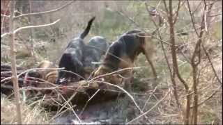 chasse au sanglier au coeur de la traque avec les chiens de saint hubert en battue [upl. by Elspeth]