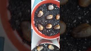 How to Germinate  Breadnut Seeds Artocarpus Camansi [upl. by Noreik]