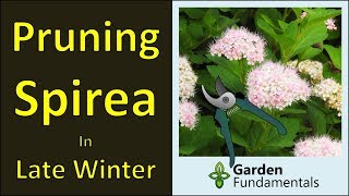 Pruning Spirea Shrubs winter prune for more flowers [upl. by Julietta]