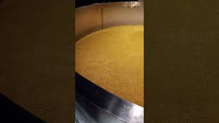 Making Whiskey Early Stage of fermentation process [upl. by Atnoved850]