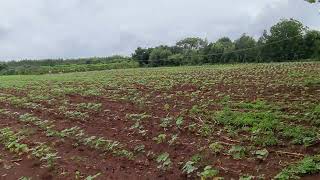 2 acers land price 50 laks per acer kohir mdl zaheerabad sangareddy district mumbai highway to13 km [upl. by Schargel]