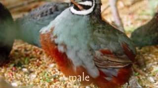 Asian blue or Chinese Painted Quail with sound [upl. by Niveb]