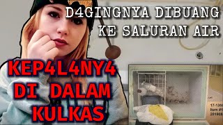 KEP4LANYA DI DALAM KULKAS [upl. by Dosi]