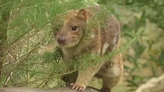 Northern Spottedtailed Quoll feeding on Pademelon HD [upl. by Evad]