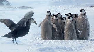 Penguin chicks rescued by unlikely hero  Spy In The Snow  BBC Earth [upl. by Felten]