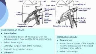 36 U Limb Quadrangular amp triangular spaces د أحمد كمال cxt [upl. by Aiuqat]