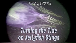 Turning the Tide on Jellyfish Stings [upl. by Earlie756]