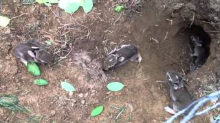 Feeding amp Raising Rescued Wild Baby Bunnies 3 [upl. by Aibun]