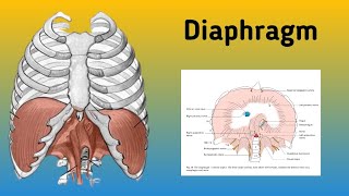 Diaphragm  Thorax Anatomy Openings of the Diaphragm Nerve Supply and Blood Supply [upl. by Posner]