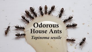 Odorous House Ant Colony  Tapinoma sessile [upl. by Elegna83]