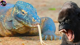 Komodo Dragon vs Gorilla  Who Would Win Facts and Information about Komodo Dragon amp Gorilla [upl. by Ayotan311]