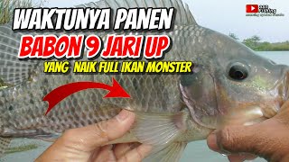 NEMU SARANG NILLA BABON  SPOT LINGI LINGI MASIH PERAWAN  IKAN UGAL UGALAN [upl. by Odrareve]