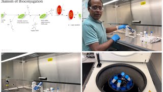 Bioconjugation Part 1small drug molecule conjugated with proteins by amide bond [upl. by Crandale]