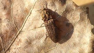 Lacon lepidopterus Bialowieza Primeval Forest [upl. by Namie]