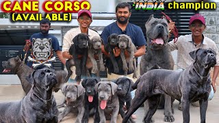 Cane Corso Italian Mastiff Dog Breed  Puppies Available  Corso Kennel Best Breed in South Indian [upl. by Hendricks]