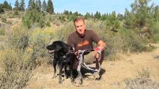 Ruffwear Omnijore Joring System [upl. by Scotti]