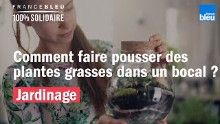 Comment faire pousser des plantes grasses dans un bocal [upl. by Ysabel727]