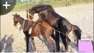 Hourse meeting first time successfully  How to horse meeting successfully [upl. by Ayekram462]