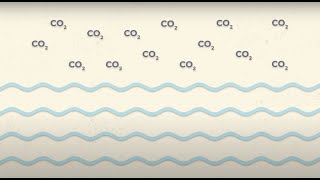 Efectos del cambio climático en el medio marino acidificación oceánica [upl. by Krell278]