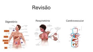 Revisão  Digestório Respiratório Cardiovascular [upl. by Macguiness]