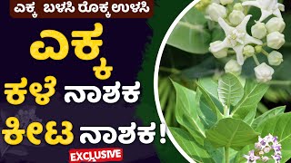 ಎಕ್ಕ ಗಿಡದ ಕಳೆಕೀಟ ನಾಶಕ ತಯಾರಿಸುವ ವಿಧಾನHow to make calotropins plant weed and insecticide ಎಕ್ಕ ಗಿಡ [upl. by Dotson]