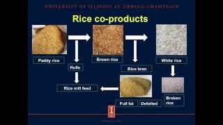 Effects of phytase on phosphorus digestibility of rice coproducts fed to growing pigs [upl. by Hplodur]