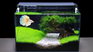 How To Grow Aquatic Plants in Aquarium Amazing Diy Aquascape For Betta Fish No Co2 Have Filter 119 [upl. by Naples405]