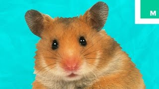 6 Weird Hamster Facts You May Not Know  Fuzzy Friday [upl. by Laved]