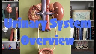 Renal  Kidney Anatomy Model [upl. by Acinok]