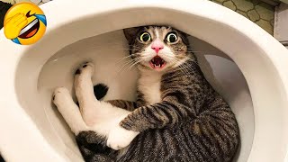 CATS you will remember and LAUGH all day 😂Funny Cats Videos 2023 [upl. by Nylannej]