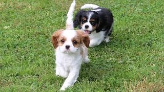 Cavalier King Charles Spaniel Puppies at play outside [upl. by Naghem88]