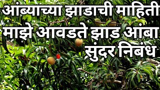 ambyachya zadachi mahiti  majhe avadte jhad nibandh  mango tree information in marathi  nibandh [upl. by Drobman]