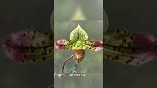 Paphiopedilum  Learning About Orchid  Enjoy It [upl. by Eenobe]