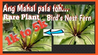 👊Birds Nest Fern or asplenium nidus scientific nameRarest plant on earthbeautiful wild plants [upl. by Matthias]