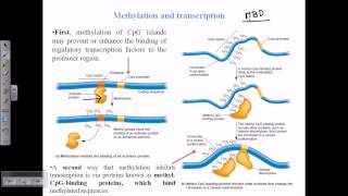 DNA methylation [upl. by Wallach75]