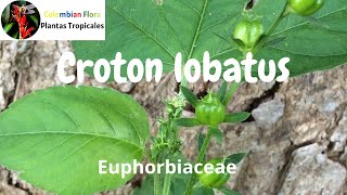 Hierba anual de climas tropicales de la familia Euphorbiaceae Croton lobatus [upl. by Nell]