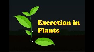 Biology  Excretion in Plants [upl. by Anol]