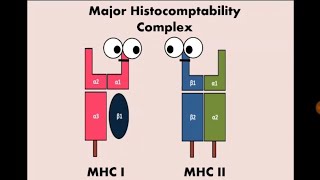 Immunity 11 Major Histocompatibility Molecules MHC معقد التوافق النسيجي [upl. by Thomajan]