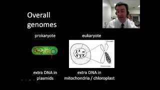 Prokaryotic vs eukaryotic genomes [upl. by Arabele]