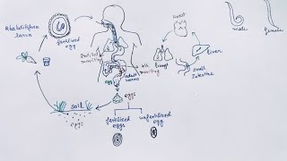 Ascaris lumbricoides Lifecycle  English   Ascariasis  Round Worm [upl. by Greysun6]